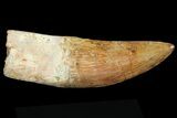 Carcharodontosaurus Tooth - Partially Rooted #71098-3